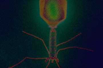 Hypno Virus Program 的图像结果