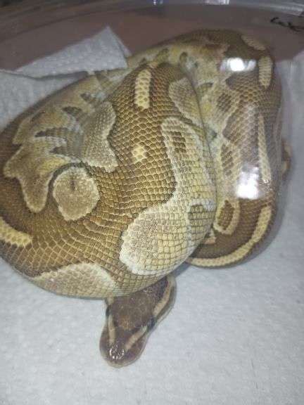 Image result for Female Lesser Ball Python