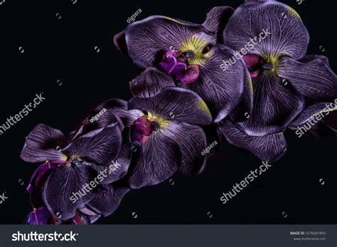 Black Orchid Plant