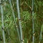 Bamboo 的图像结果