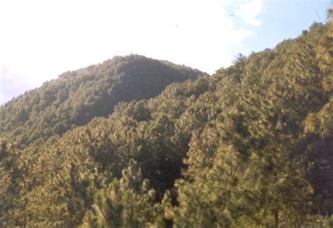 Afforestation: Soil and Water Conservation Department, Government of ...