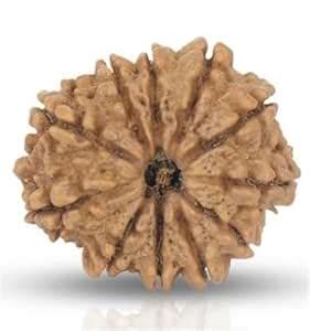 SIMA Jewels Eleven Face Rudraksha from Nepal Beads Wearing for Worship ...