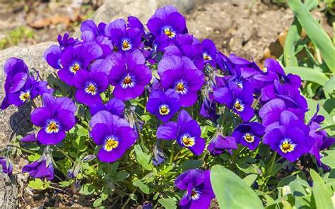 Image result for Color Code for Violet