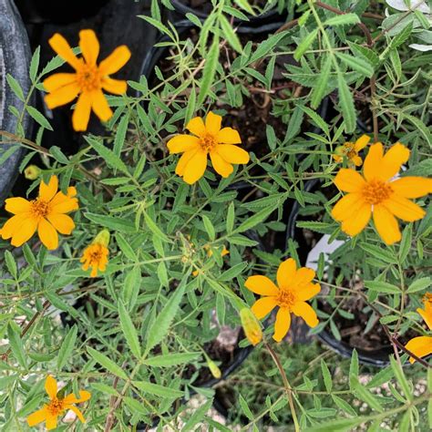 Copper Canyon Daisy - Buchanan's Native Plants