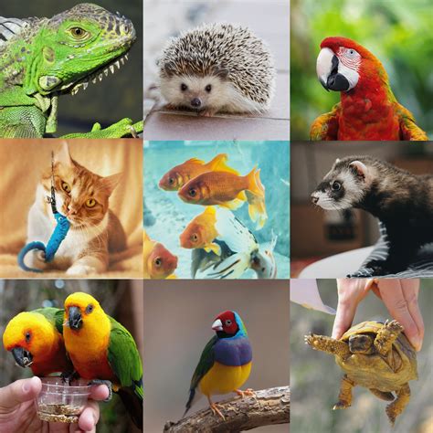 Parrot Age Expectancy: 7 Powerful Facts About How Long Parrots Live ...