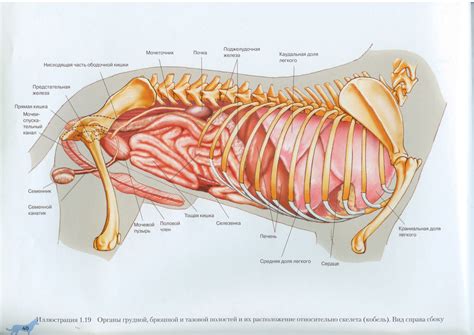 Anatomy Of Dog Body at James Schofield blog