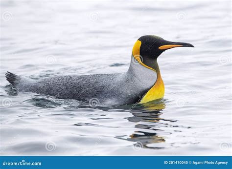 King Penguin, Aptenodytes Patagonicus Halli Stock Image - Image of australia, wild: 201410045