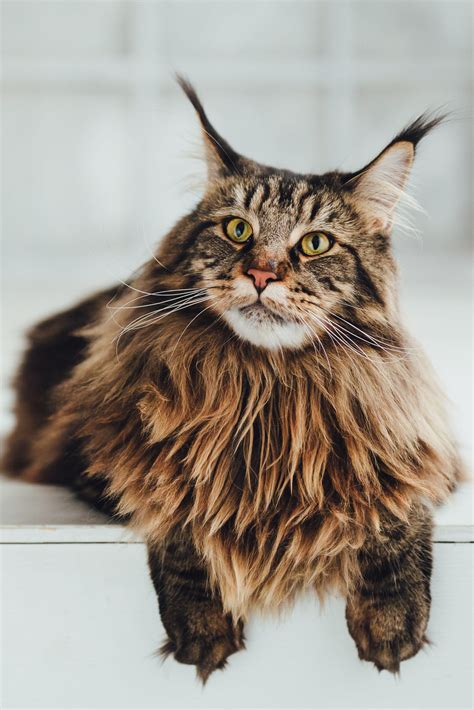 Longhair Cat Breeds Long Haired Cat Breeds