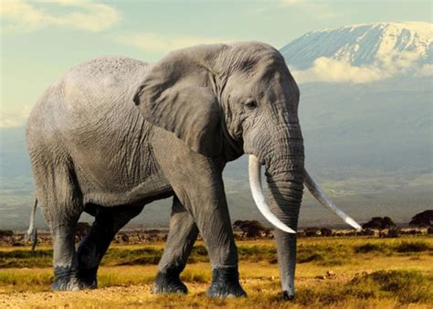 Image result for Python Elephant
