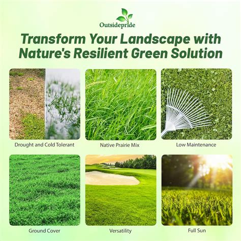 Drought Tollerant Grass