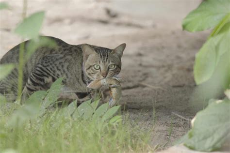 Image result for Python Removal Rabbits