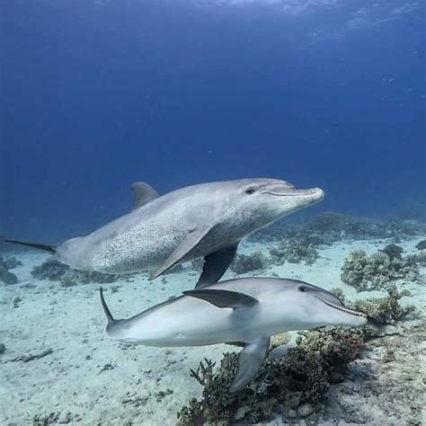 DOLPHIN HOUSE TRIP (2026) All You Need to Know BEFORE You Go (with ...