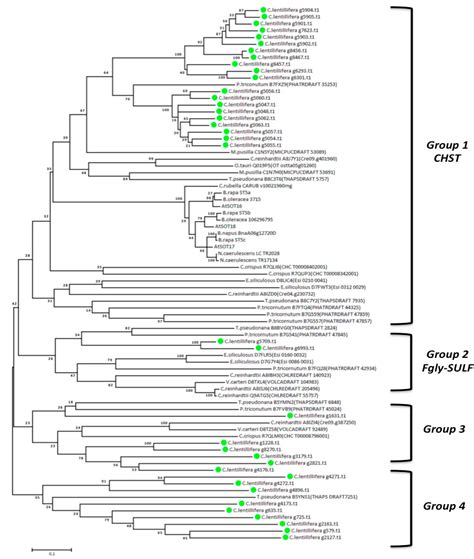 Bioinformatic Characterization of Sulfotransferase Provides New ...