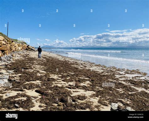 Invasive brown algae, Rugulopteryx okamurae on a Spanish beach near ...