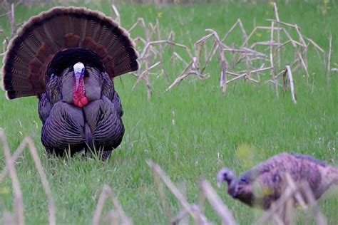 Roosting Turkeys - Montana Decoy