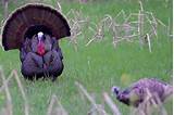 Where Do Turkeys Roost When It's Windy at Scott Cahill blog