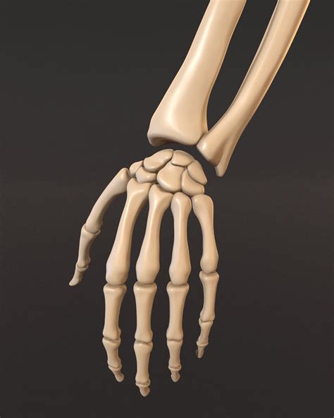 Human skeleton 3D Model in Anatomy 3DExport