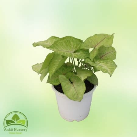 Syngonium Golden Plant|₹198.00|Ankit Nursery