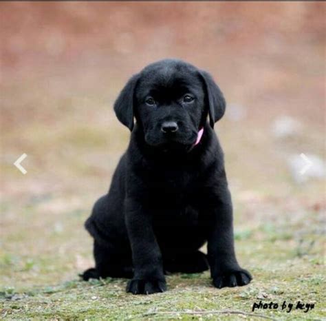 纯种拉布拉多犬幼犬狗狗出售 宠物拉布拉多犬可支付宝交易 拉布拉多犬 /编号10082206 - 宝贝它