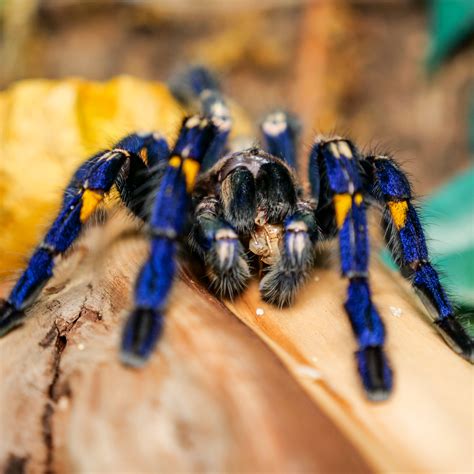 Gooty Sapphire Tarantula
