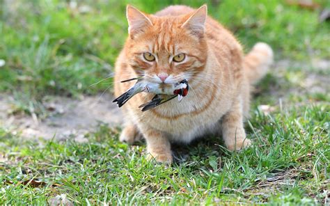 Why Do Cats Play With Their Prey at Sandra Madrigal blog