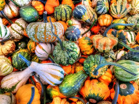 Gourds Free Stock Photo - Public Domain Pictures
