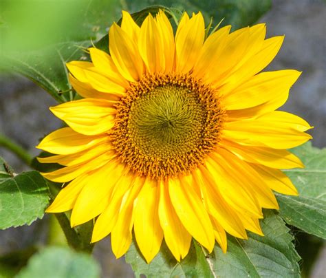 Image result for Sunflower Optimization Algorithm
