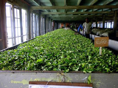 Image result for Tea Withering Process