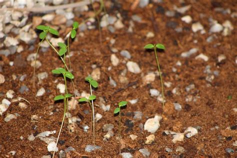 BOSQUES.IN Bosques Vivos Miniatura