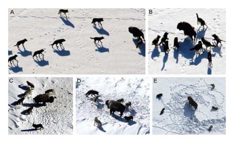 Image result for Wolves Chasing Things