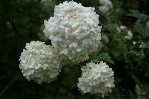 Viburnum opulus 'Roseum' – Ballyrobert Gardens