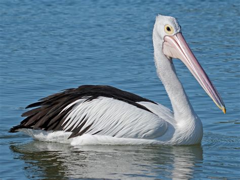 Australian Pelican - eBird