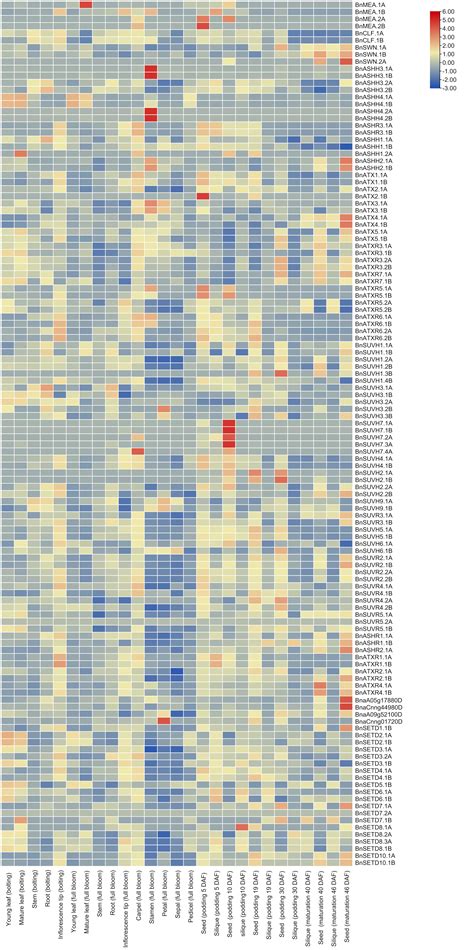 Genome-Wide Identification and Characterization of SET Domain Family ...