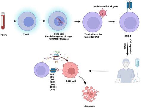 T Cell Acute Lymphoblastic Leukemia