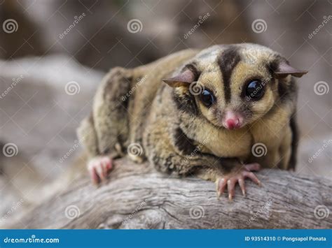 Petaurus breviceps. stock photo. Image of natural, defocused - 93514310