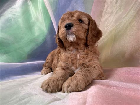 Buff Tri Cockapoo 的图像结果