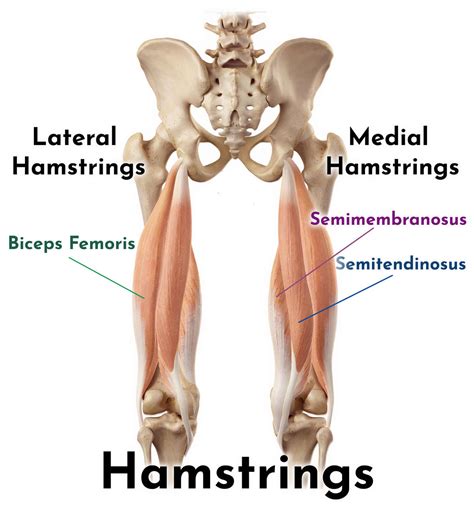 Image result for Hamstring Muscles