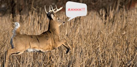 Image result for Deer Exploding