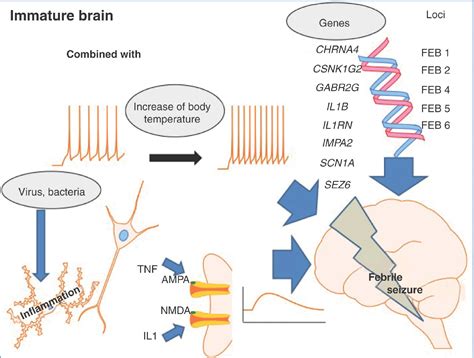 Pathophysiology of Seizures in the Developing Brain | Springer Publishing