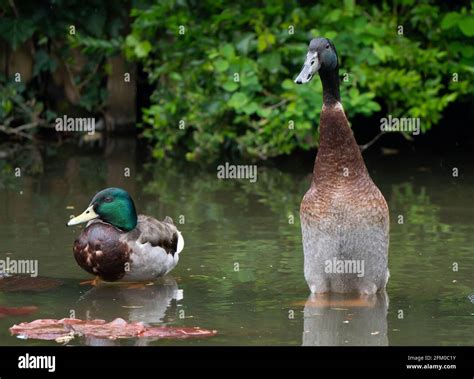 York university campus duck named Long Boi (right) who went viral due ...