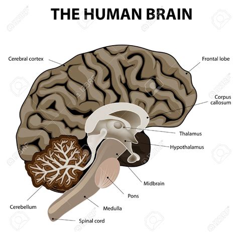 Human Brain Diagram Lobes