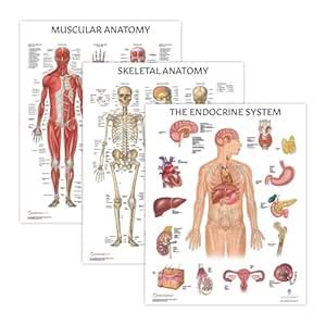 3 PACK Muscular, Skeletal, and Endocrine System Human Anatomy Poster ...