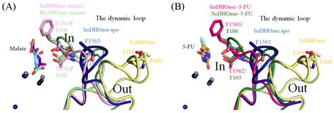 Complexed Crystal Structure of the Dihydroorotase Domain of Human CAD ...