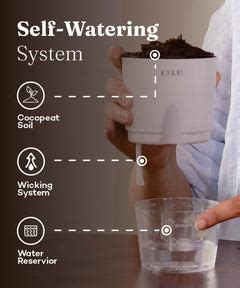 Shop Lucky Indoor Jade Plant (Crassula Ovata)-Jade Tree – Kyari.co