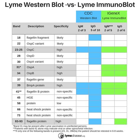 Lymes Disease Blood Test Name at Carmen Pink blog