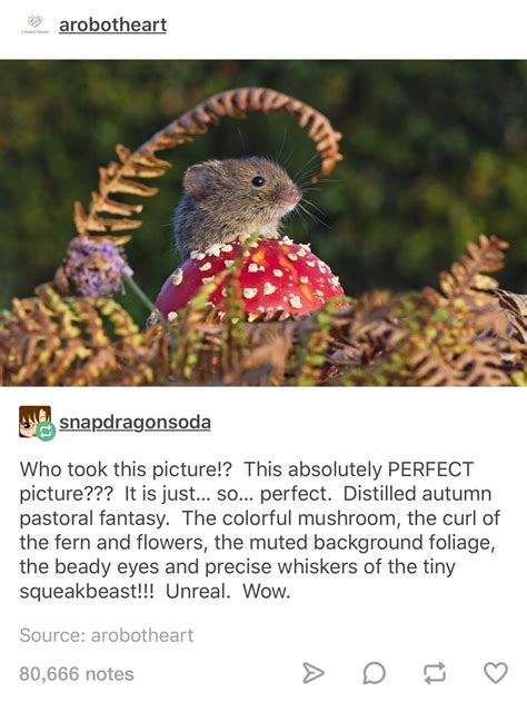 The bestest picture : r/tumblr