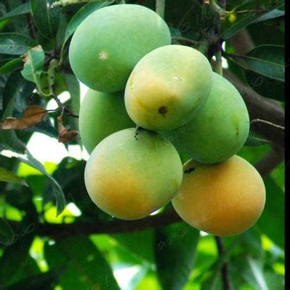 Kuttiattoor Mango Live Plant – veliyathgardens
