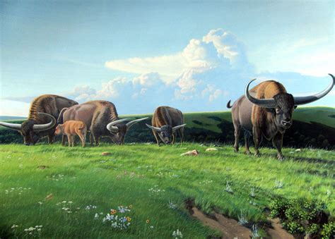 The Giant Long-Horned Bison, Bison latifrons. : r/Naturewasmetal
