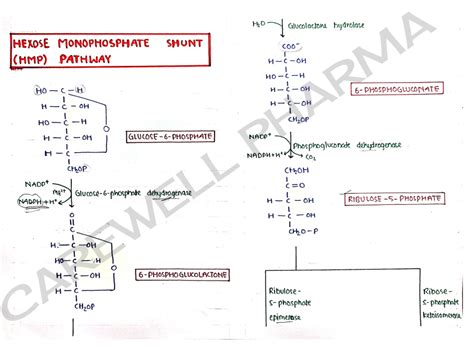 Biochemistry Unit 2 Notes - 2nd Semester B Pharmacy | Carewell Pharma