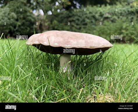 A mushroom growing in a lawn in October, United Kingdom Stock Photo - Alamy